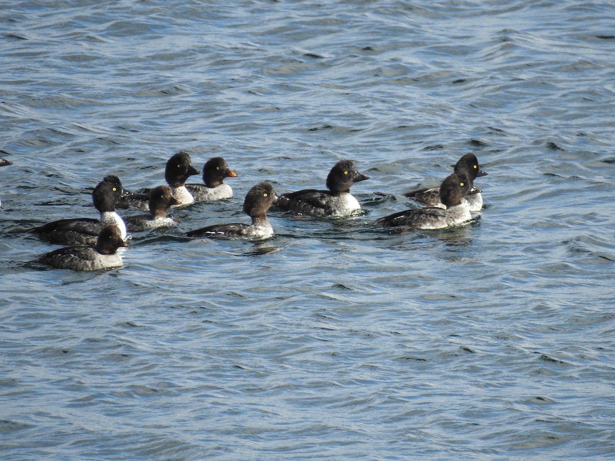 Barrow's Goldeneye - ML609874616