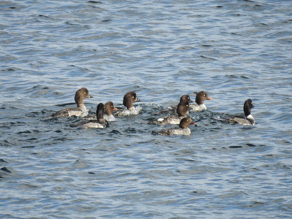 Barrow's Goldeneye - ML609874618