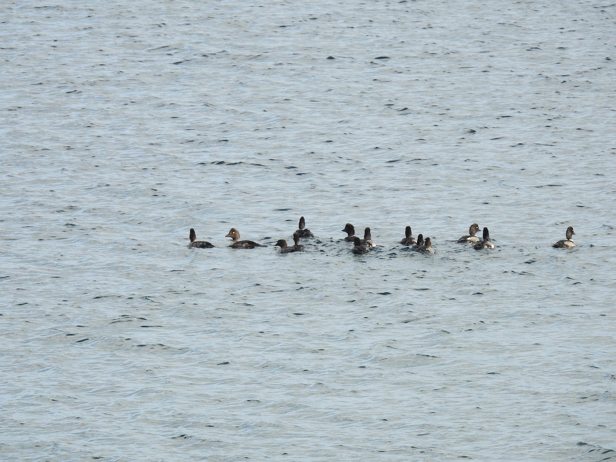 Barrow's Goldeneye - ML609874621