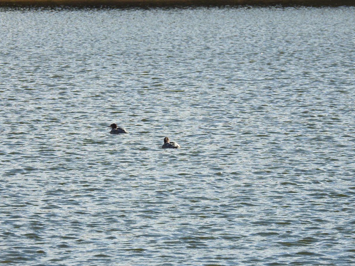 Common Merganser - ML609874633