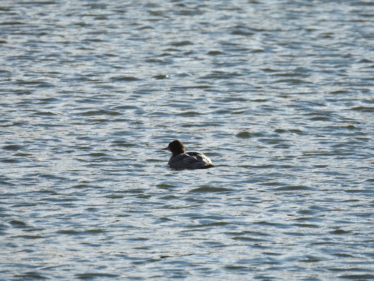 Common Merganser - ML609874635
