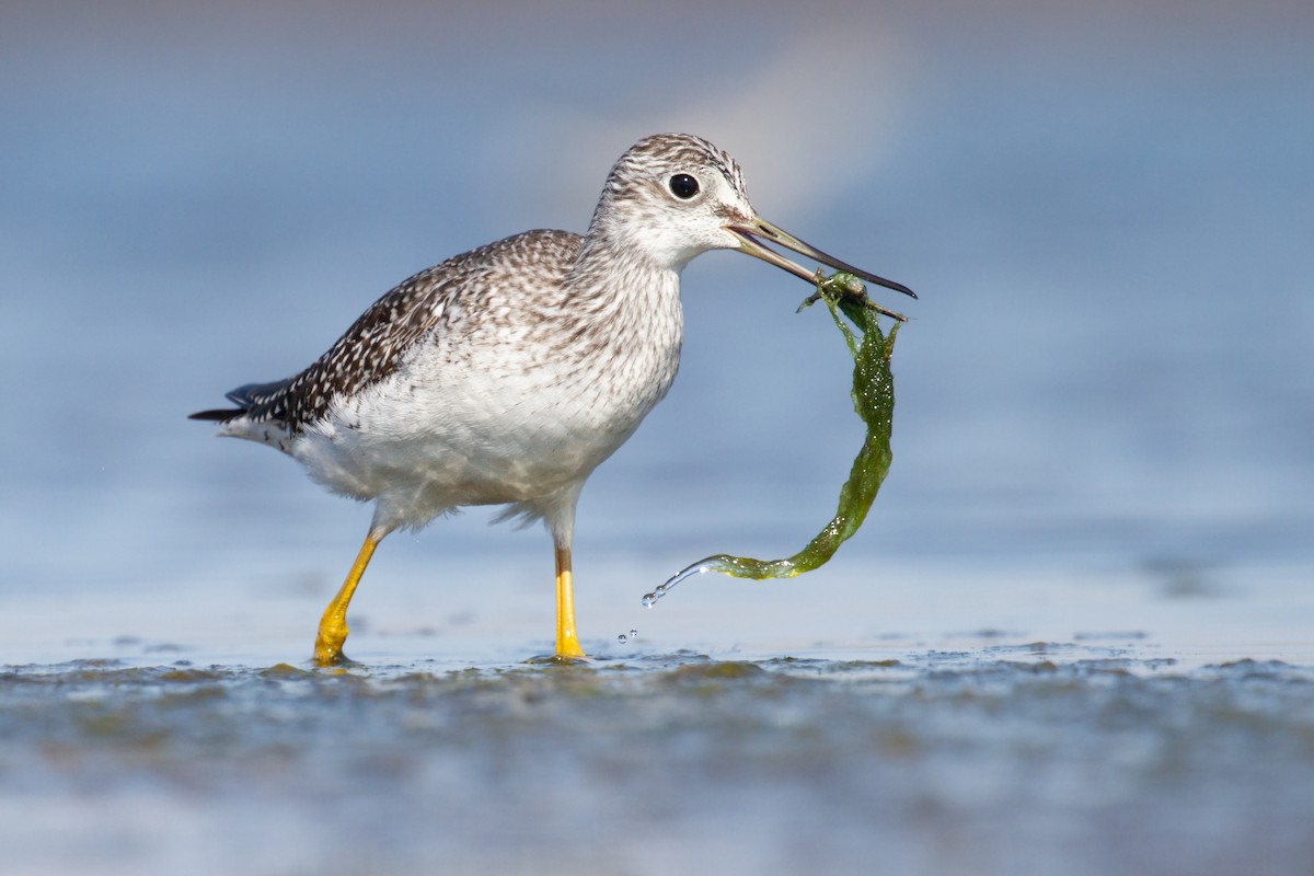 Greater Yellowlegs - ML609874655