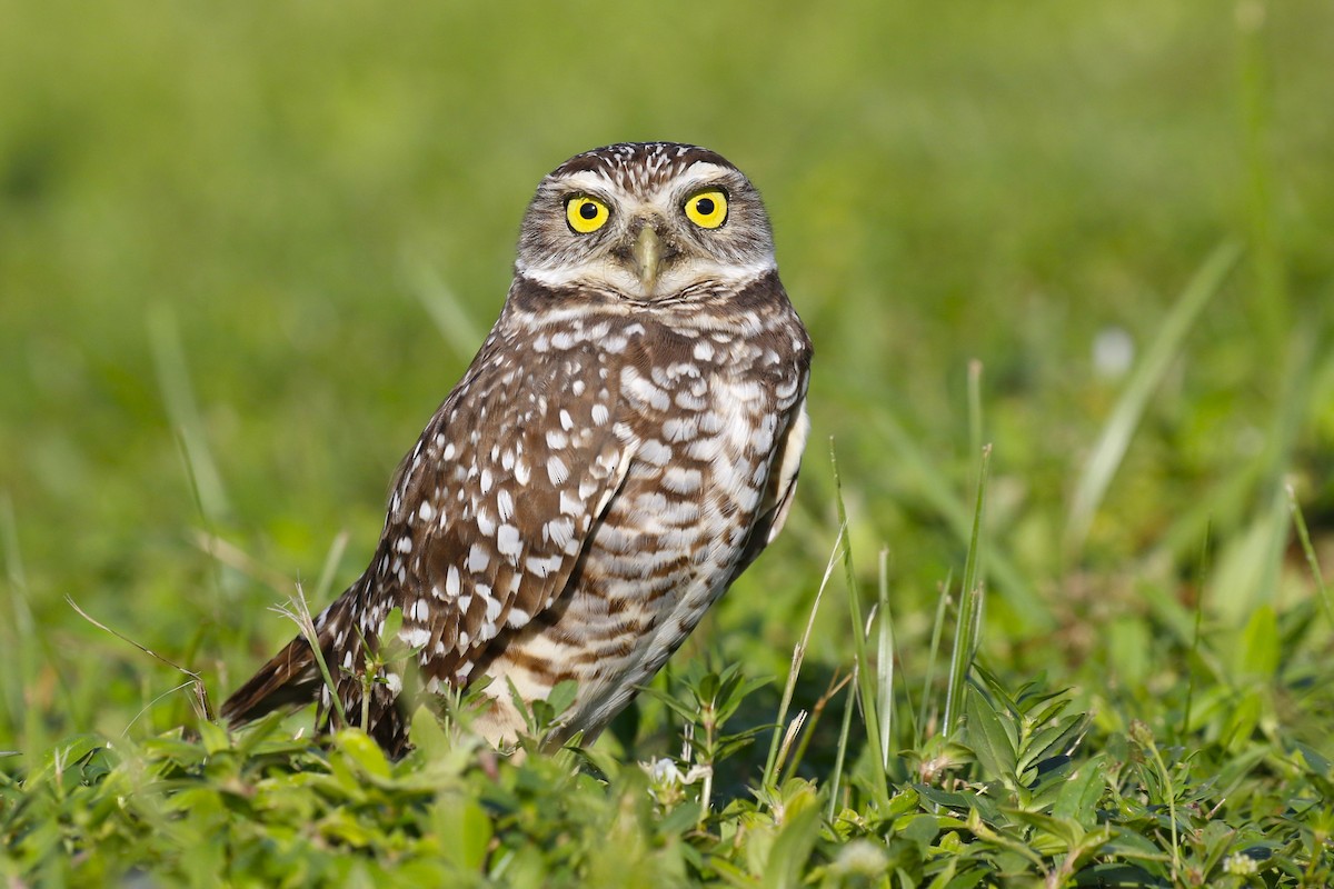 Burrowing Owl (Florida) - ML609874688
