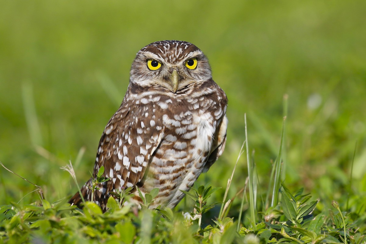 Burrowing Owl (Florida) - ML609874689
