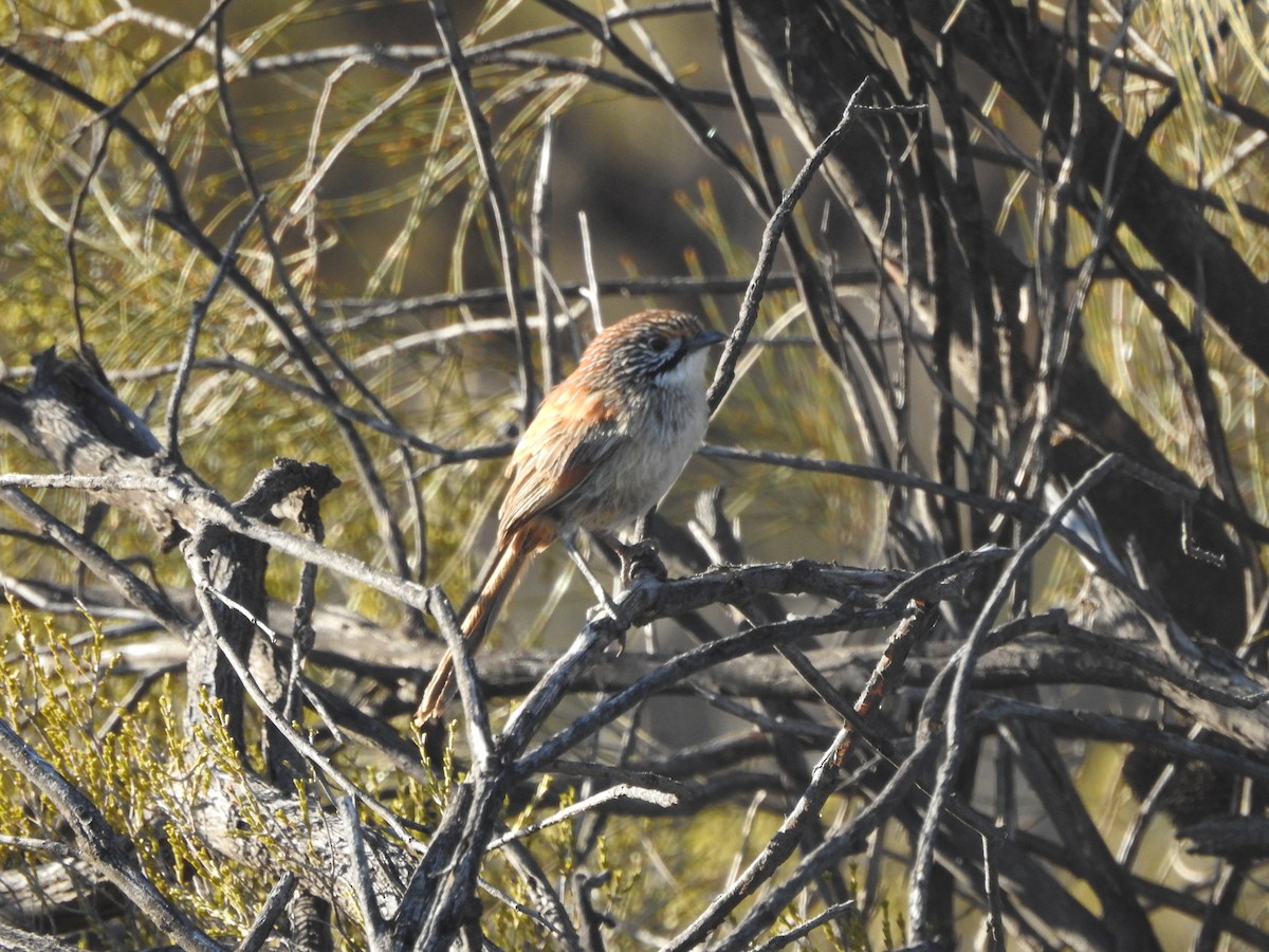 Rufous Grasswren - ML609874716