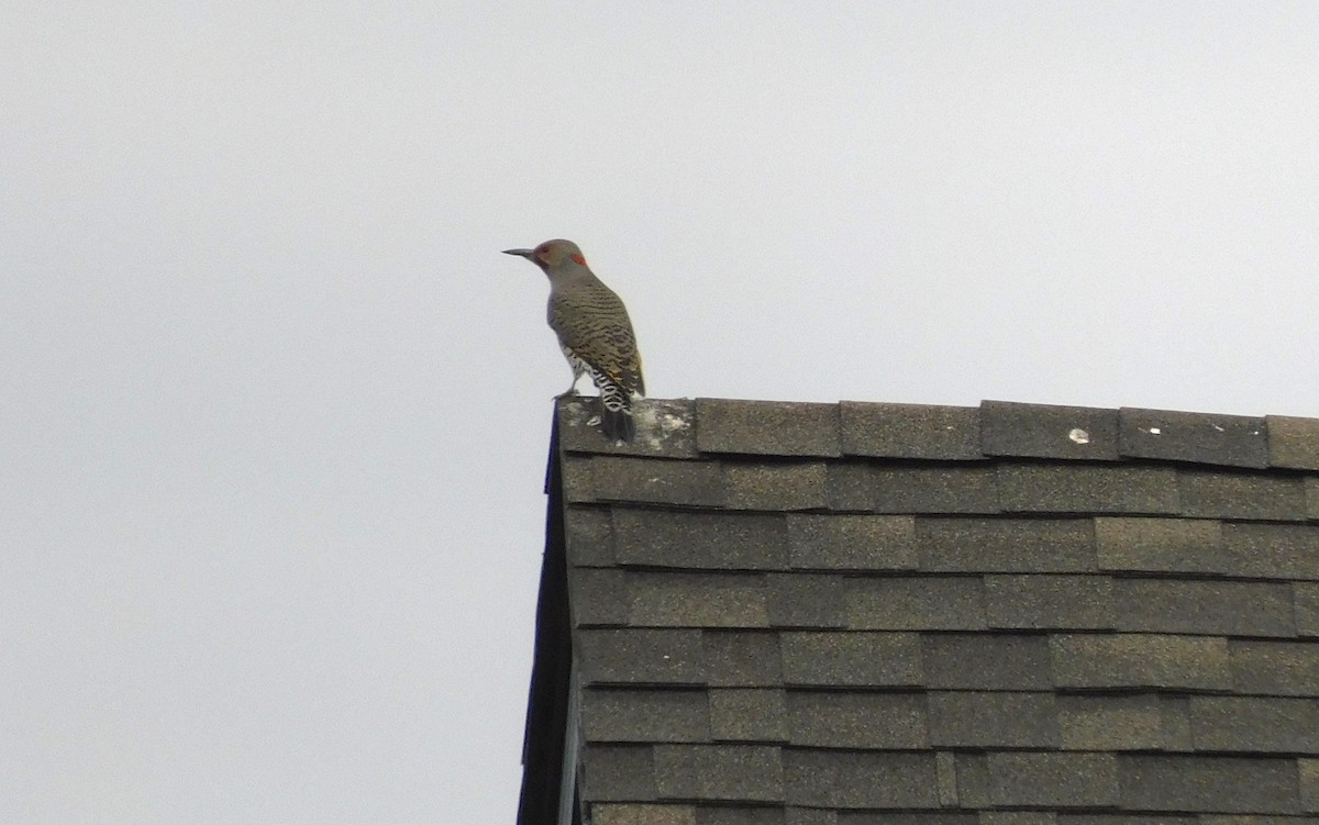 Northern Flicker - ML609874772