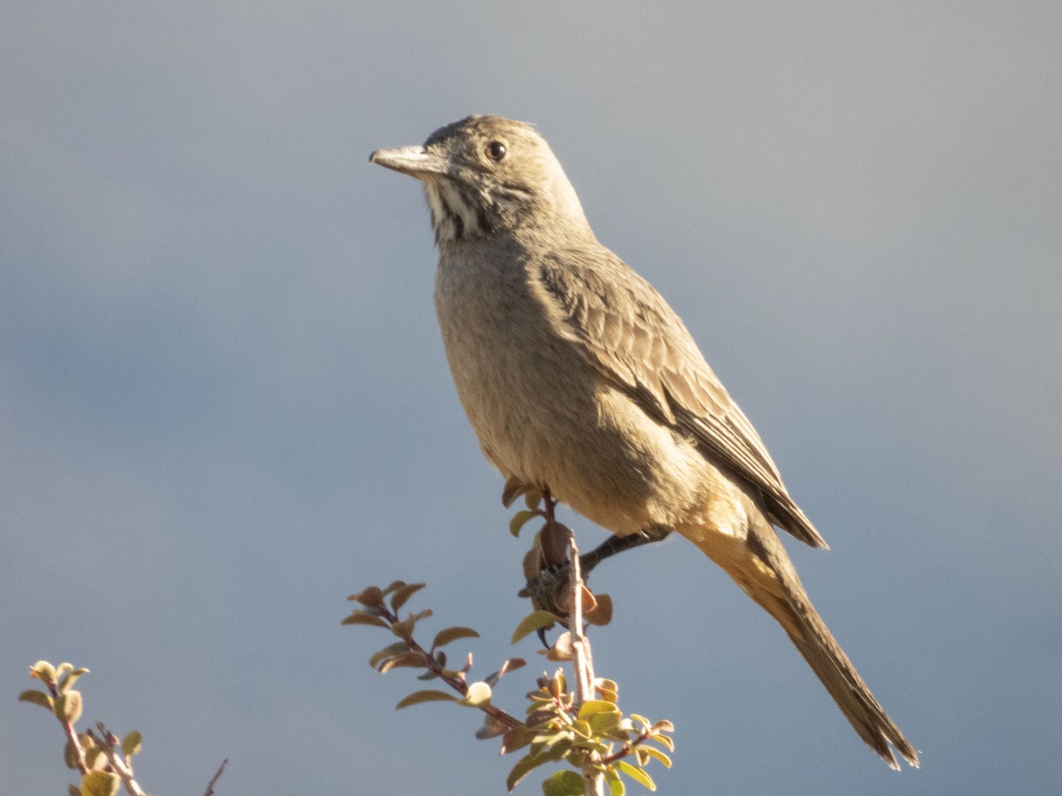 Great Shrike-Tyrant - ML609874775