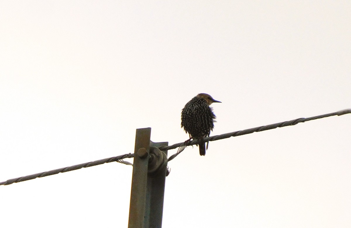 European Starling - Alfred Scott