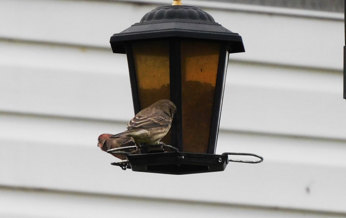 House Finch - ML609874795