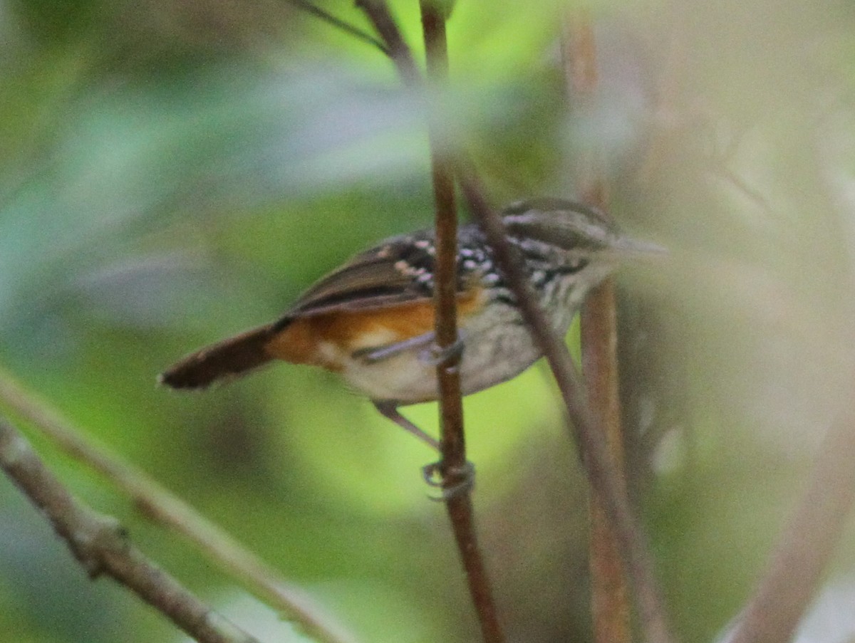 Guianan Warbling-Antbird - Chris Rasmussen