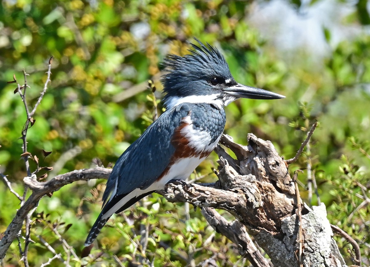 Belted Kingfisher - ML609874911