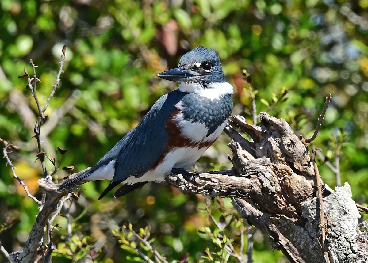 Belted Kingfisher - ML609874913