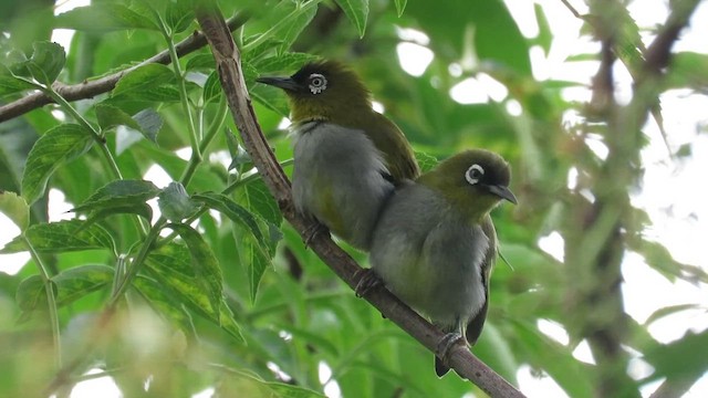 Black-capped White-eye - ML609874956