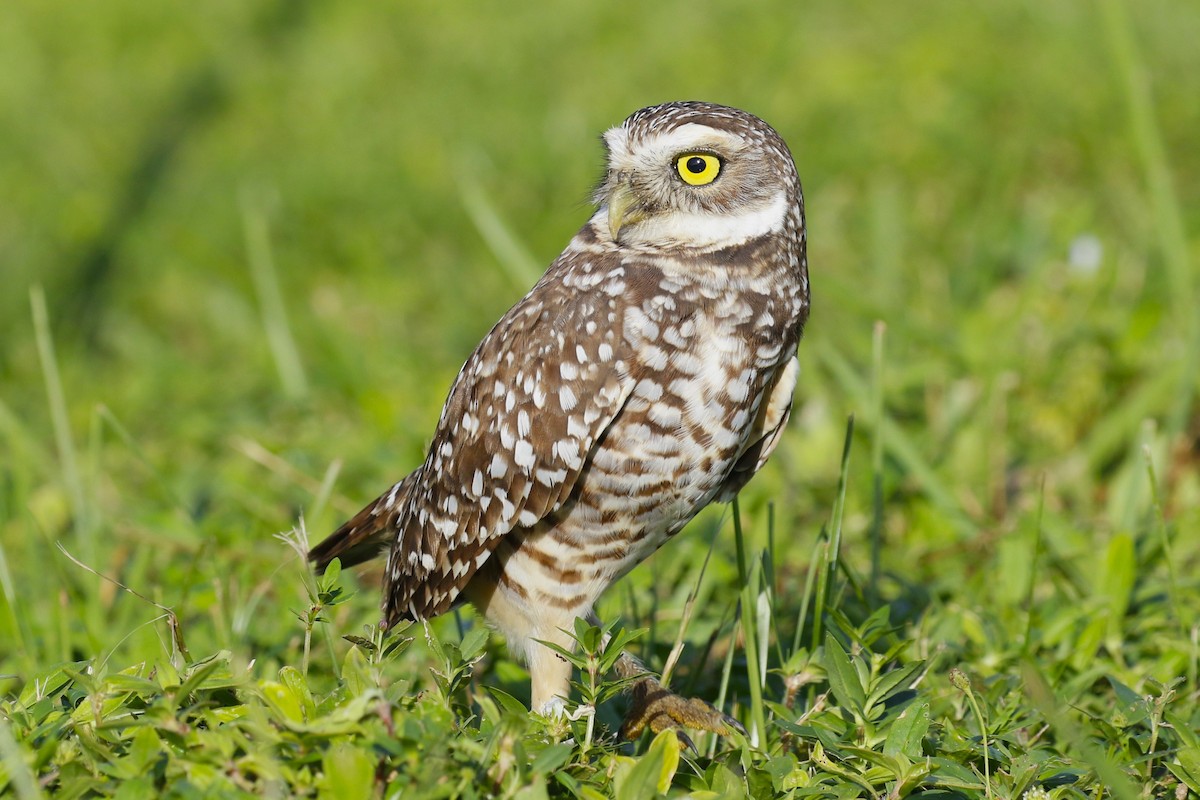 Burrowing Owl (Florida) - ML609875020