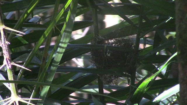 Black-capped White-eye - ML609875038