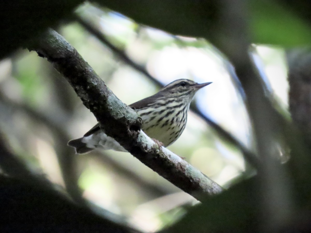 Northern Waterthrush - ML609875044