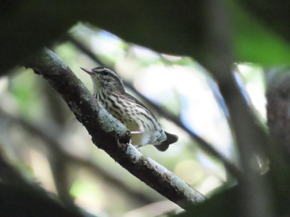 Northern Waterthrush - ML609875045
