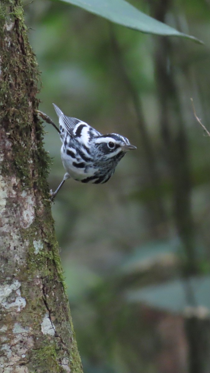 Black-and-white Warbler - Luis Espinosa