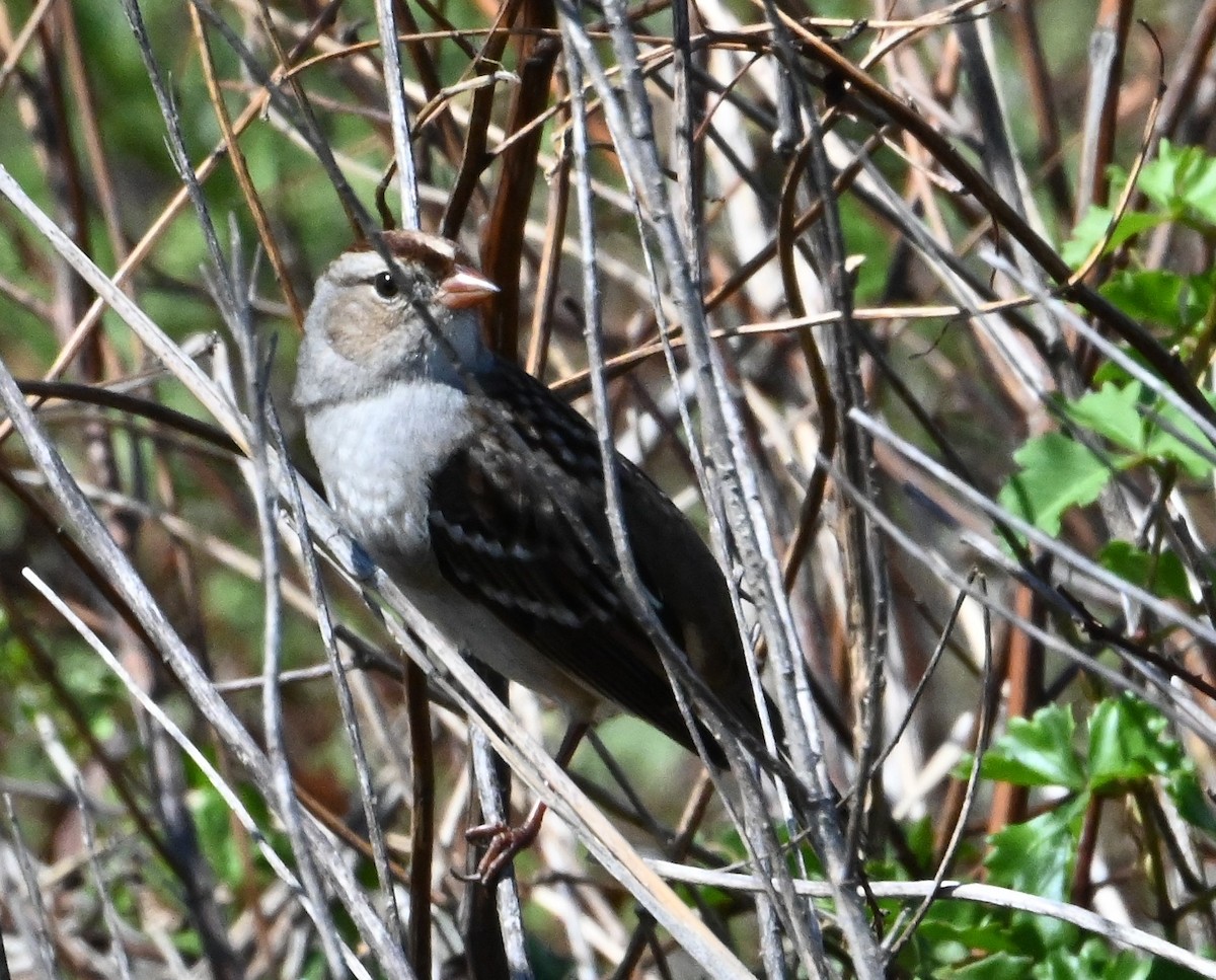 White-crowned Sparrow - ML609875096