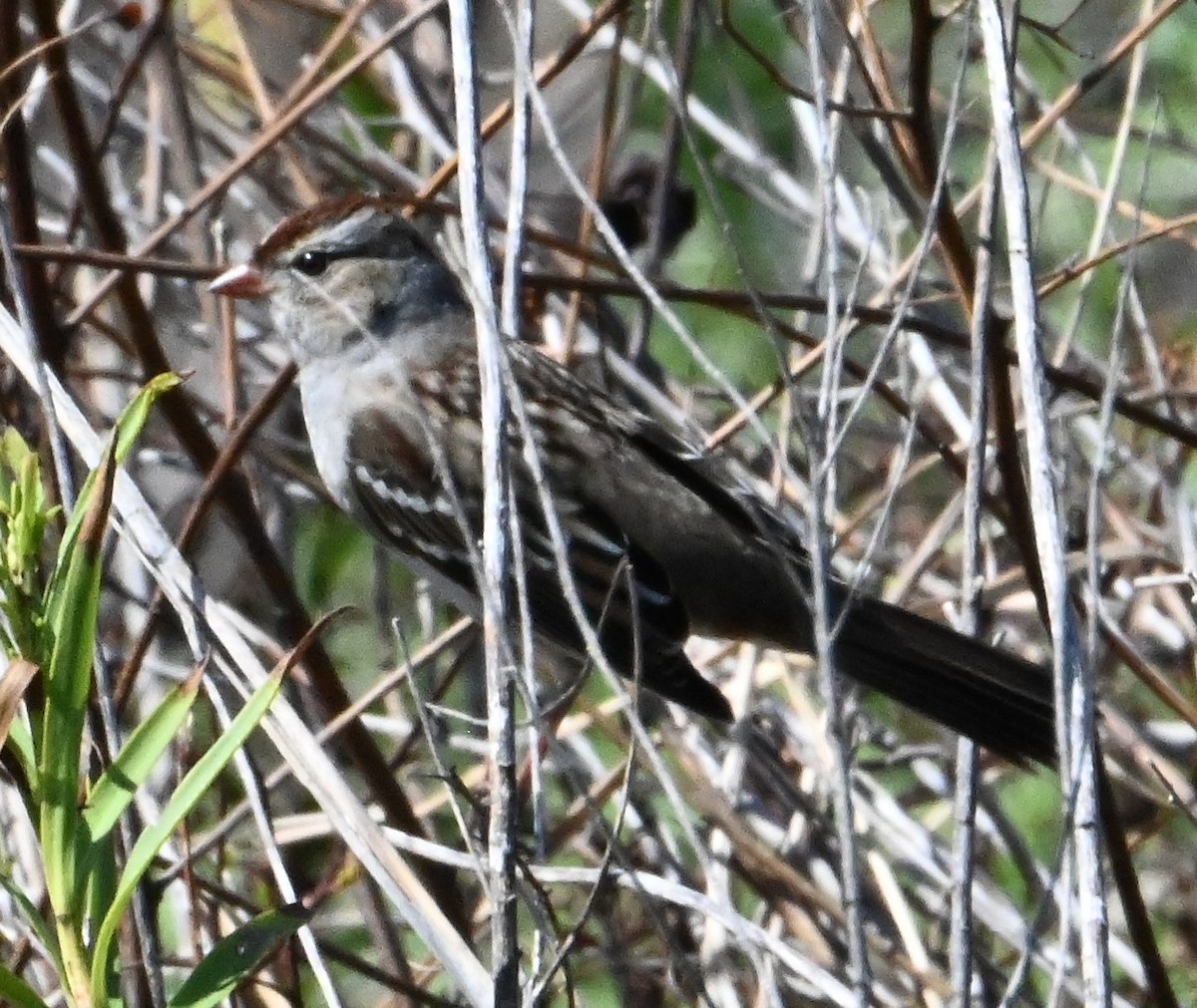 White-crowned Sparrow - ML609875097