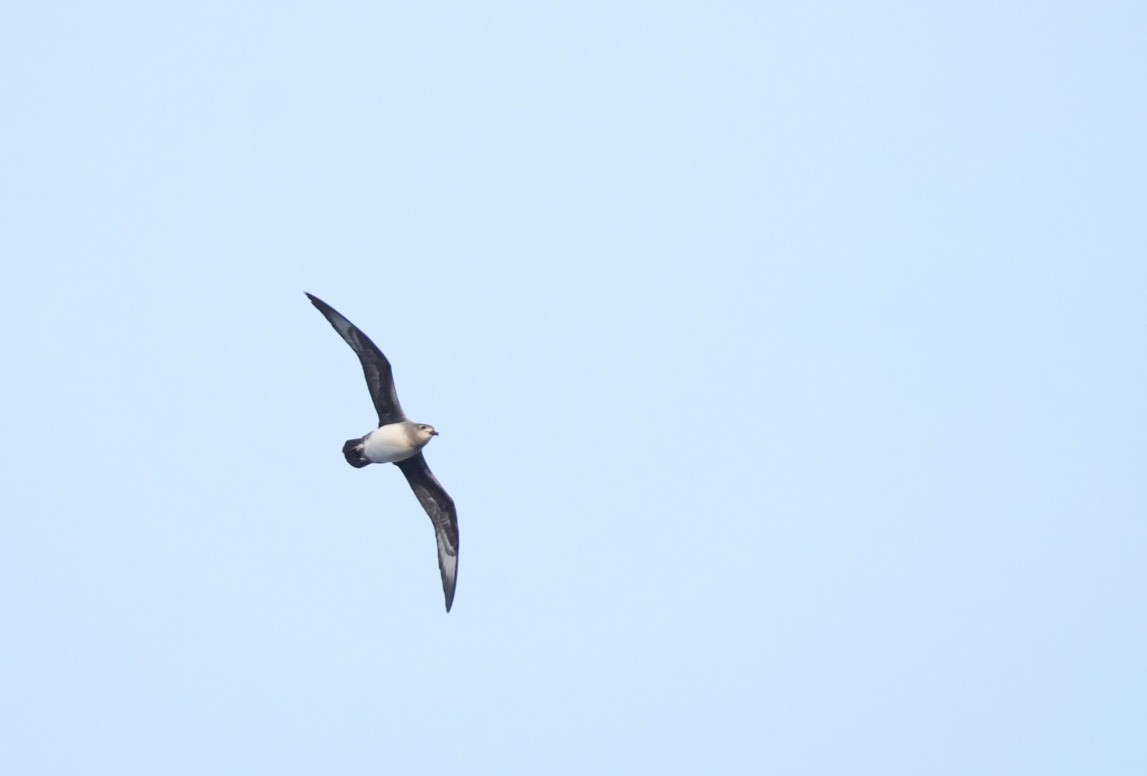 Herald Petrel - Sergio Jaque Bopp