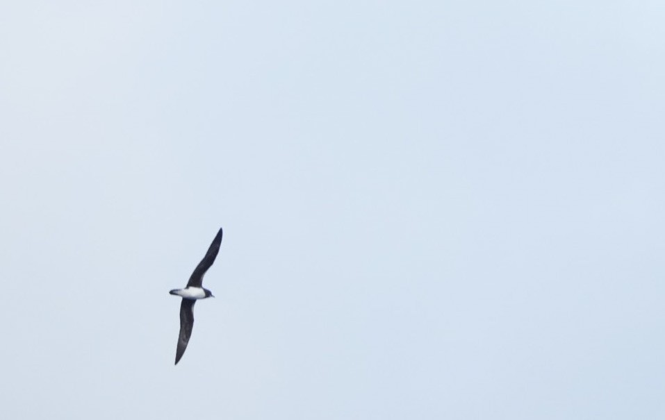 Phoenix Petrel - Sergio Jaque Bopp