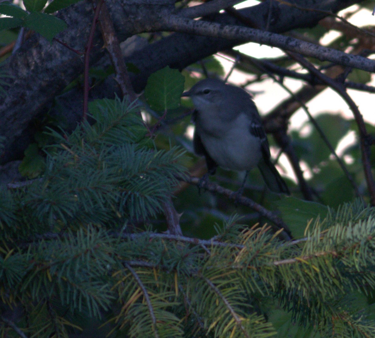 Northern Mockingbird - ML609875315