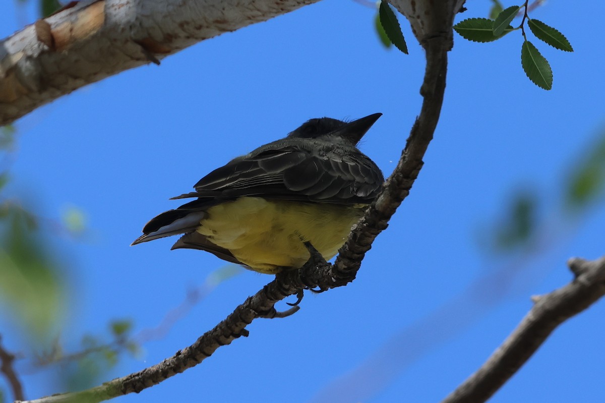 Cassin's Kingbird - ML609875411