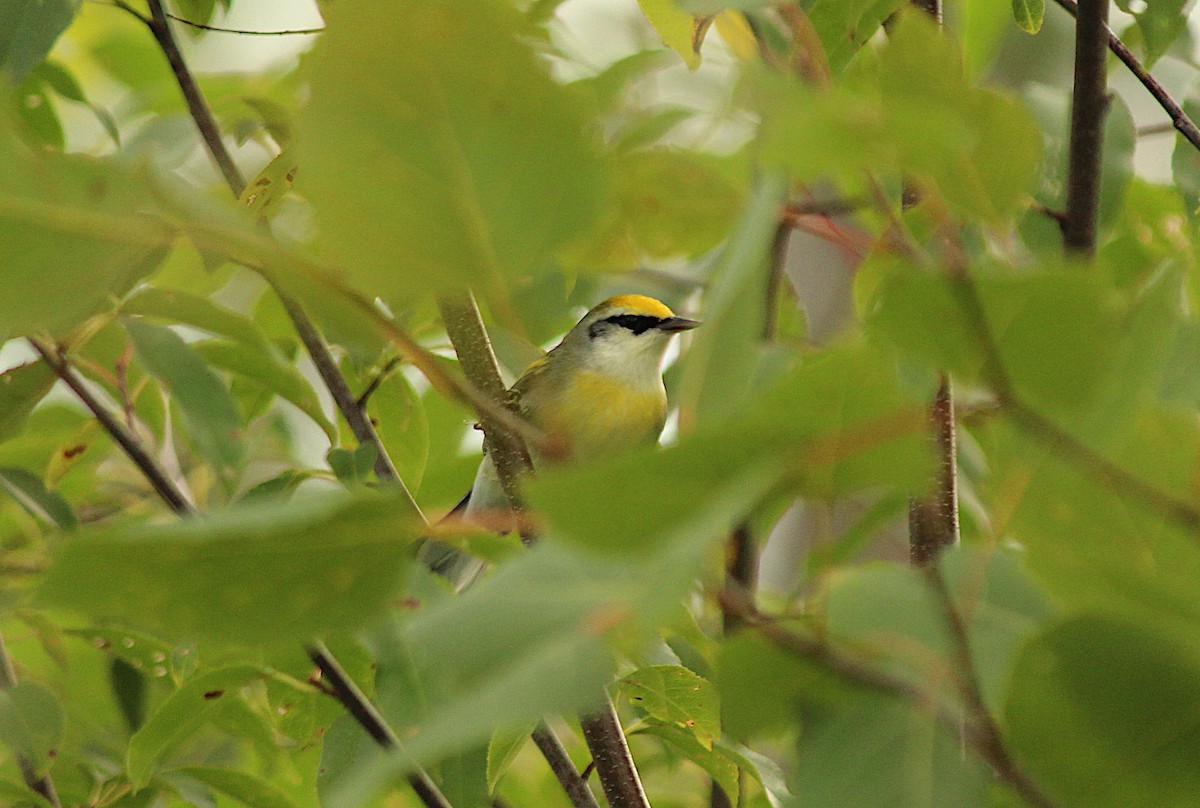 Brewster's Warbler (hybrid) - ML609875519