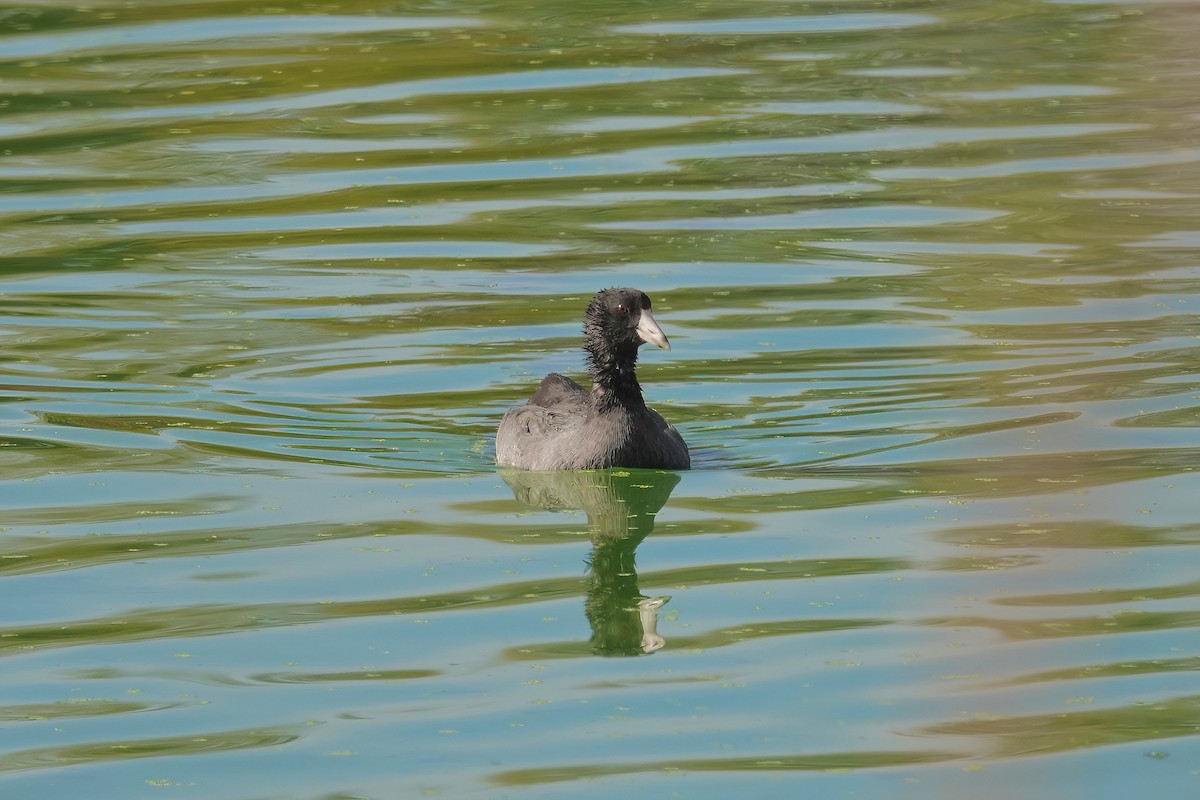 American Coot - ML609875598