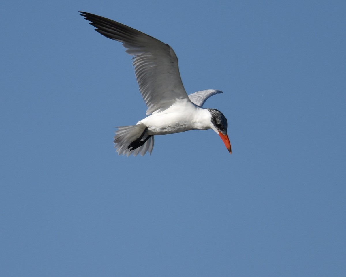 Caspian Tern - ML609875608