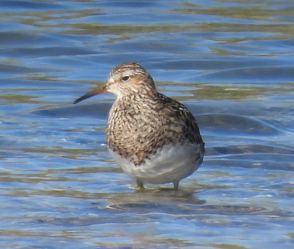 Pectoral Sandpiper - Carol Baird Molander