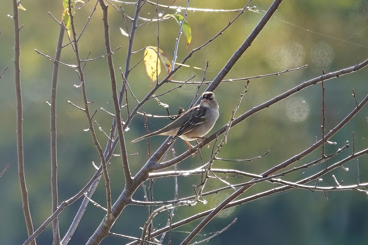 White-crowned Sparrow - Carol Speck