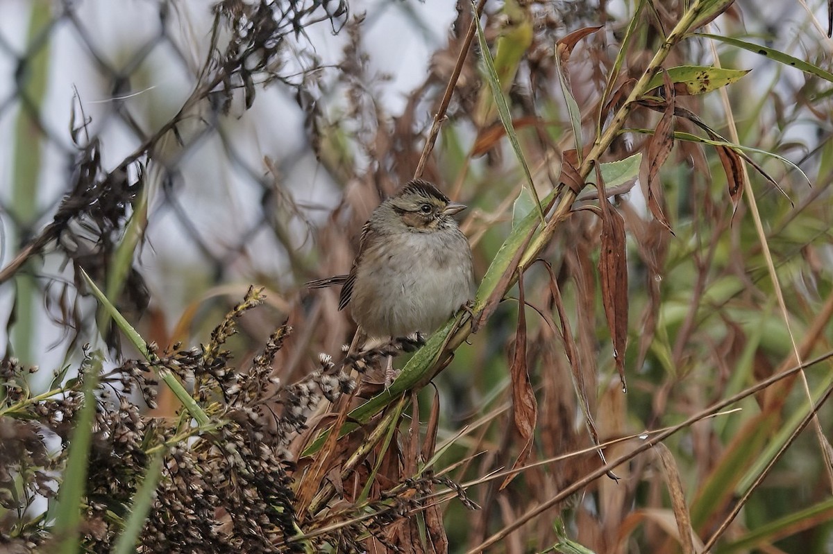 Swamp Sparrow - ML609875696