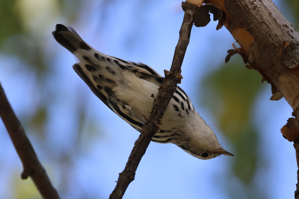 Black-and-white Warbler - William Rockey