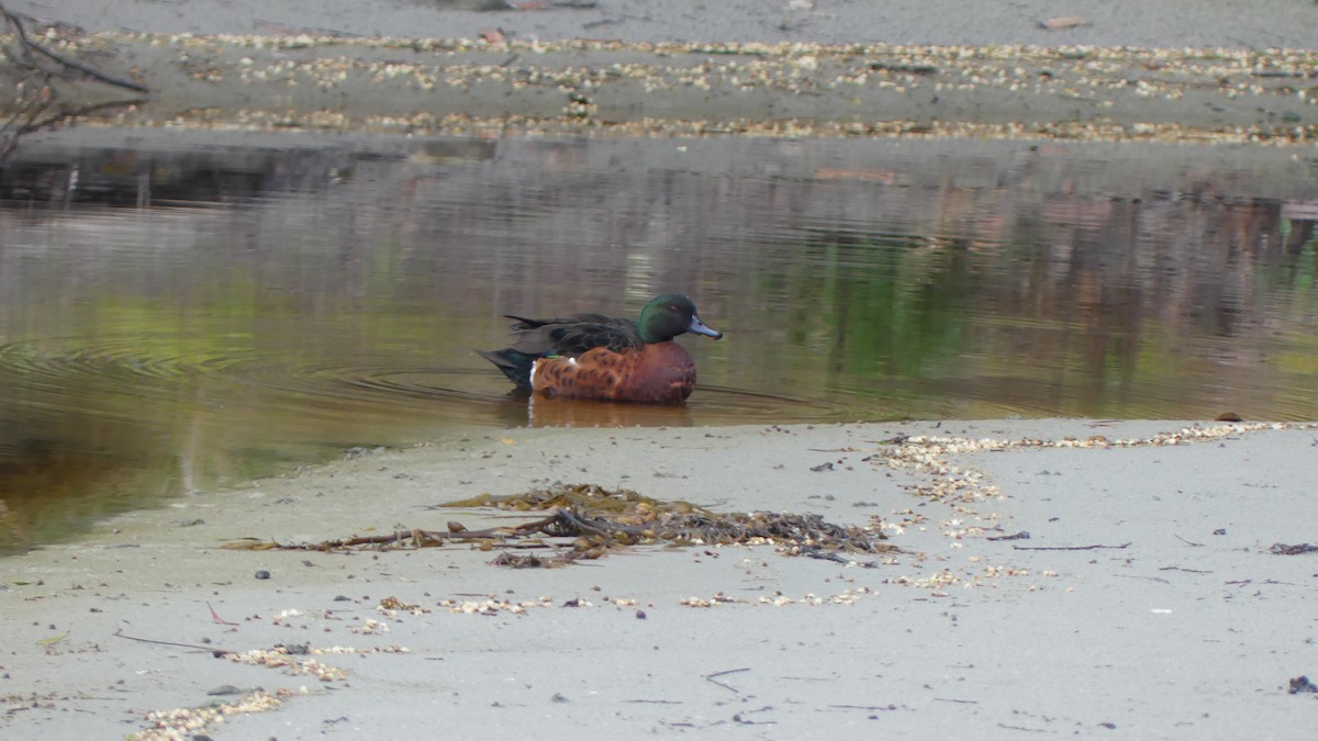 Chestnut Teal - ML609875776