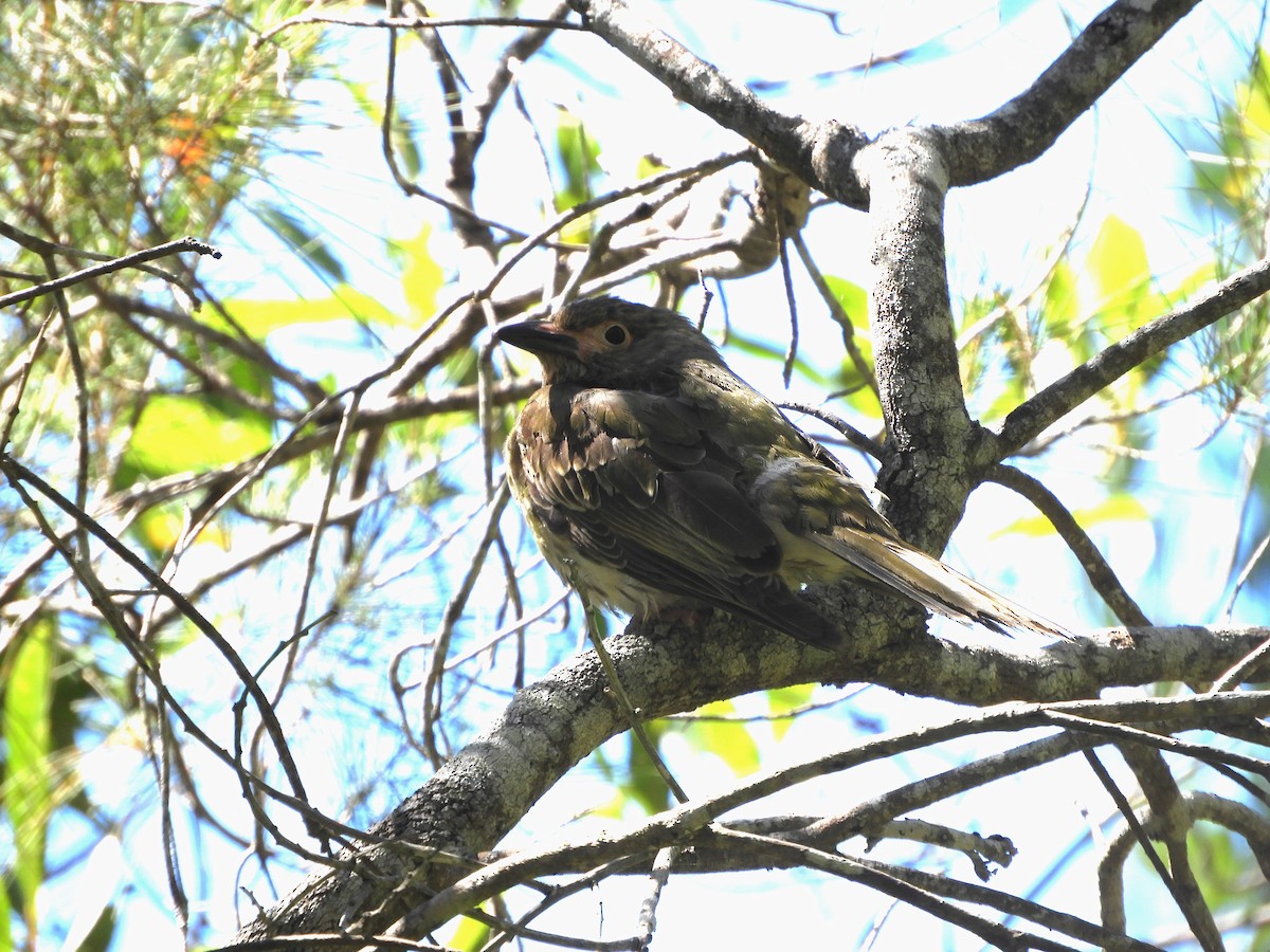 Australasian Figbird - ML609875852