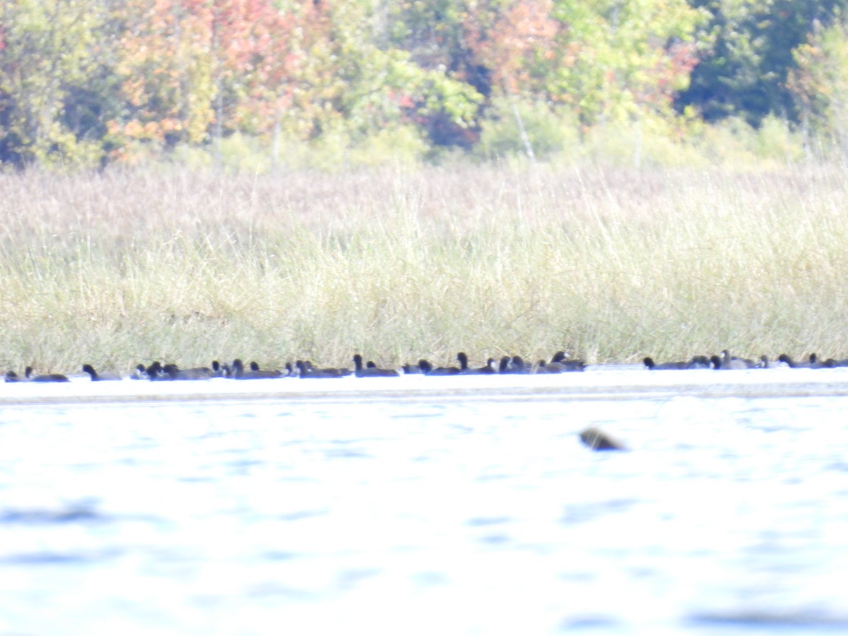 American Coot - ML609875865