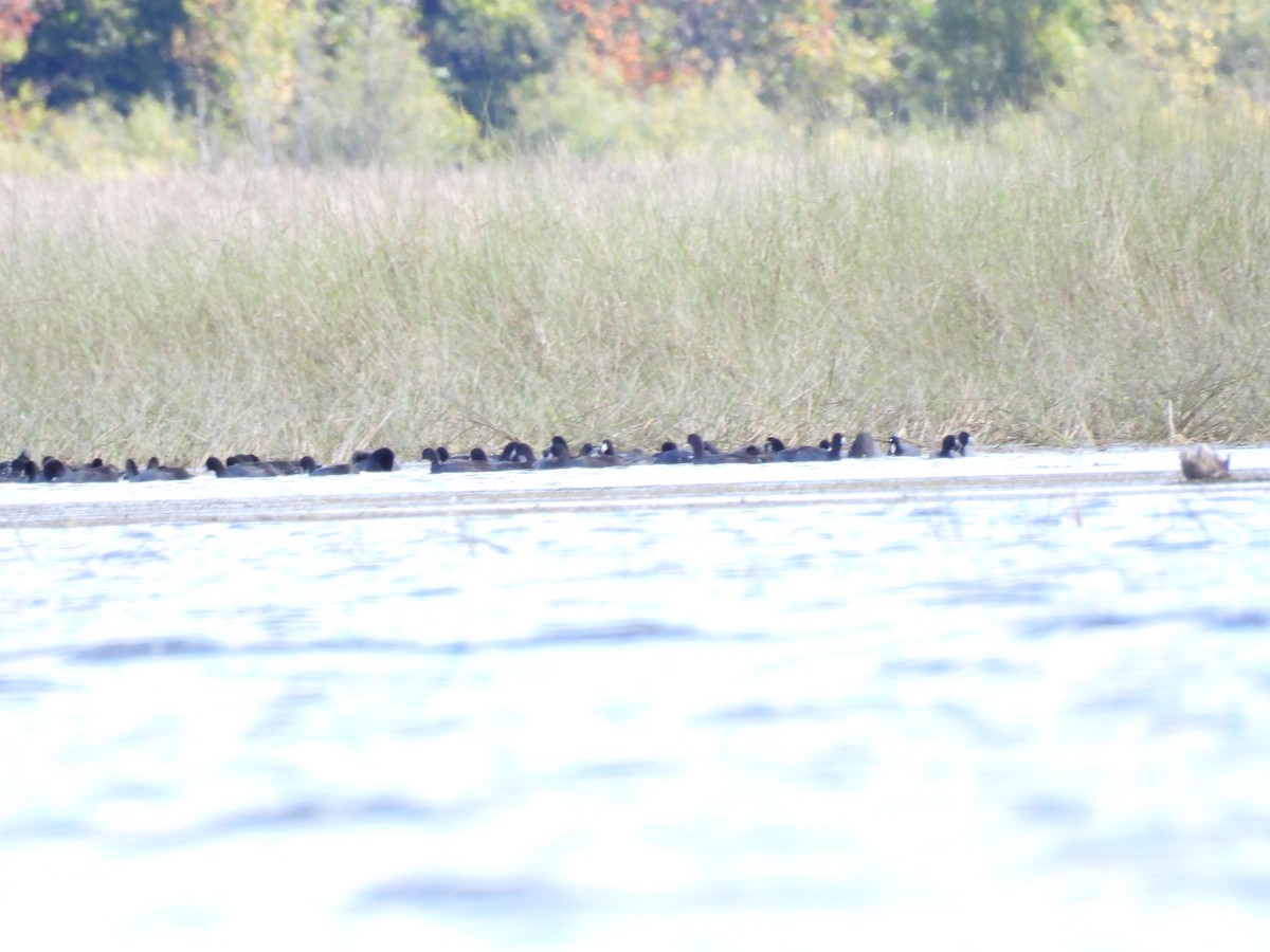 American Coot - ML609875866