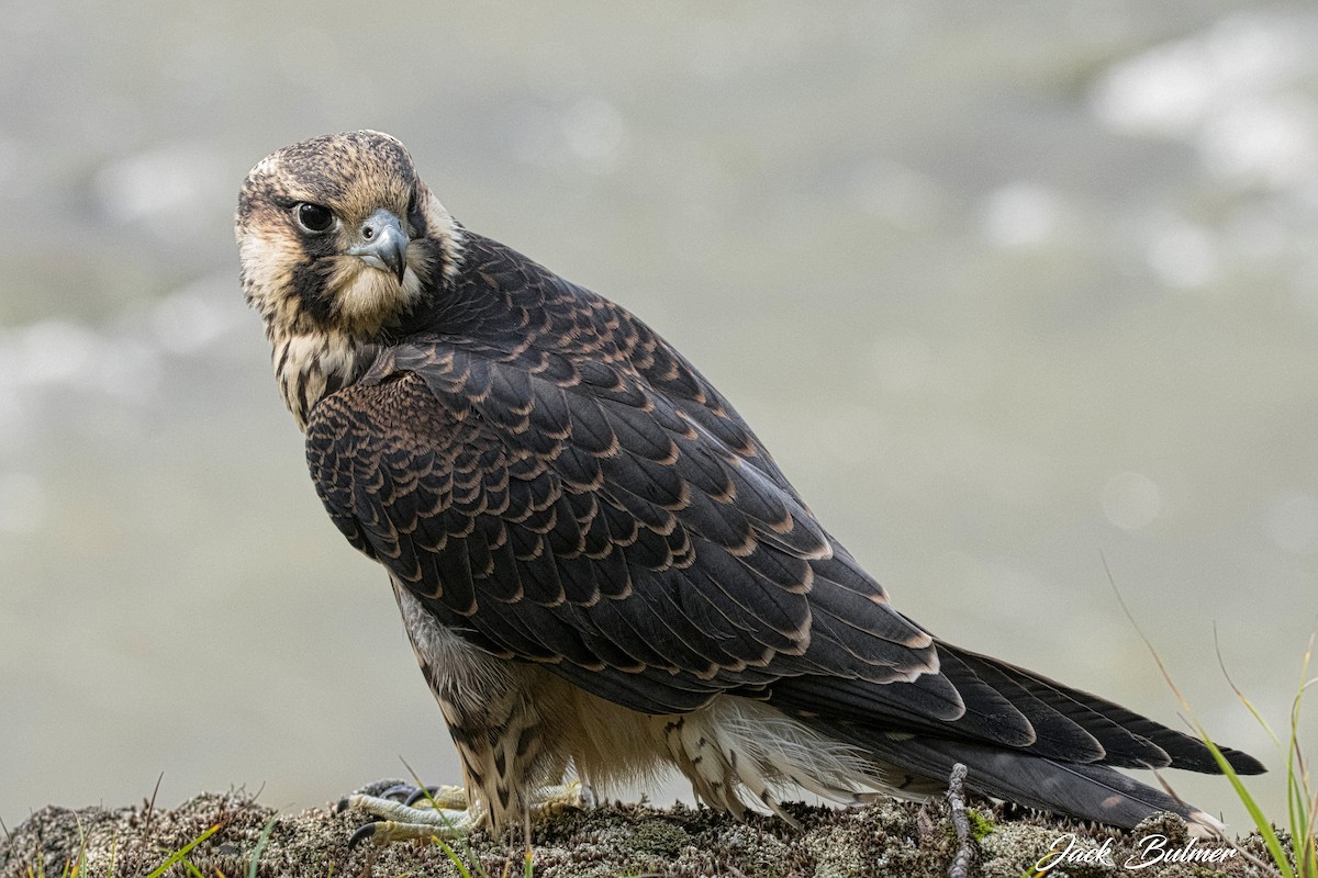Peregrine Falcon - ML609875930