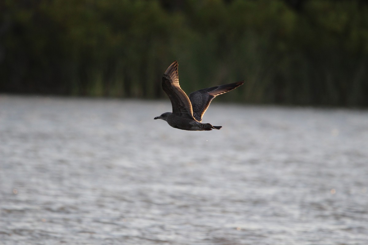 Herring Gull - ML609875973