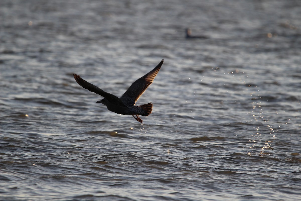 Herring Gull - ML609875976