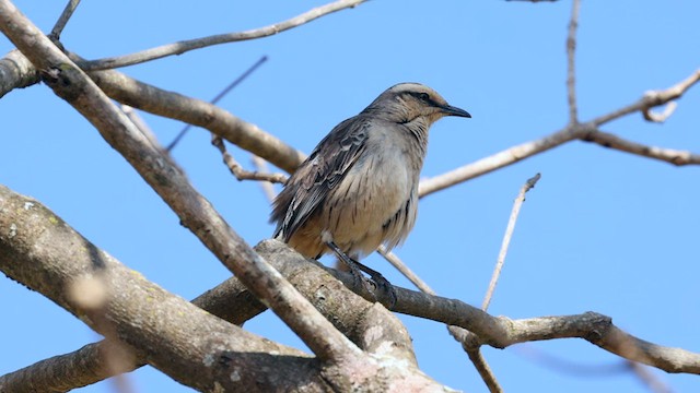 マミジロマネシツグミ - ML609876003