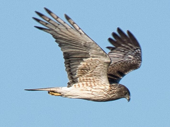 Aguilucho Lagunero del Pacífico - ML609876088