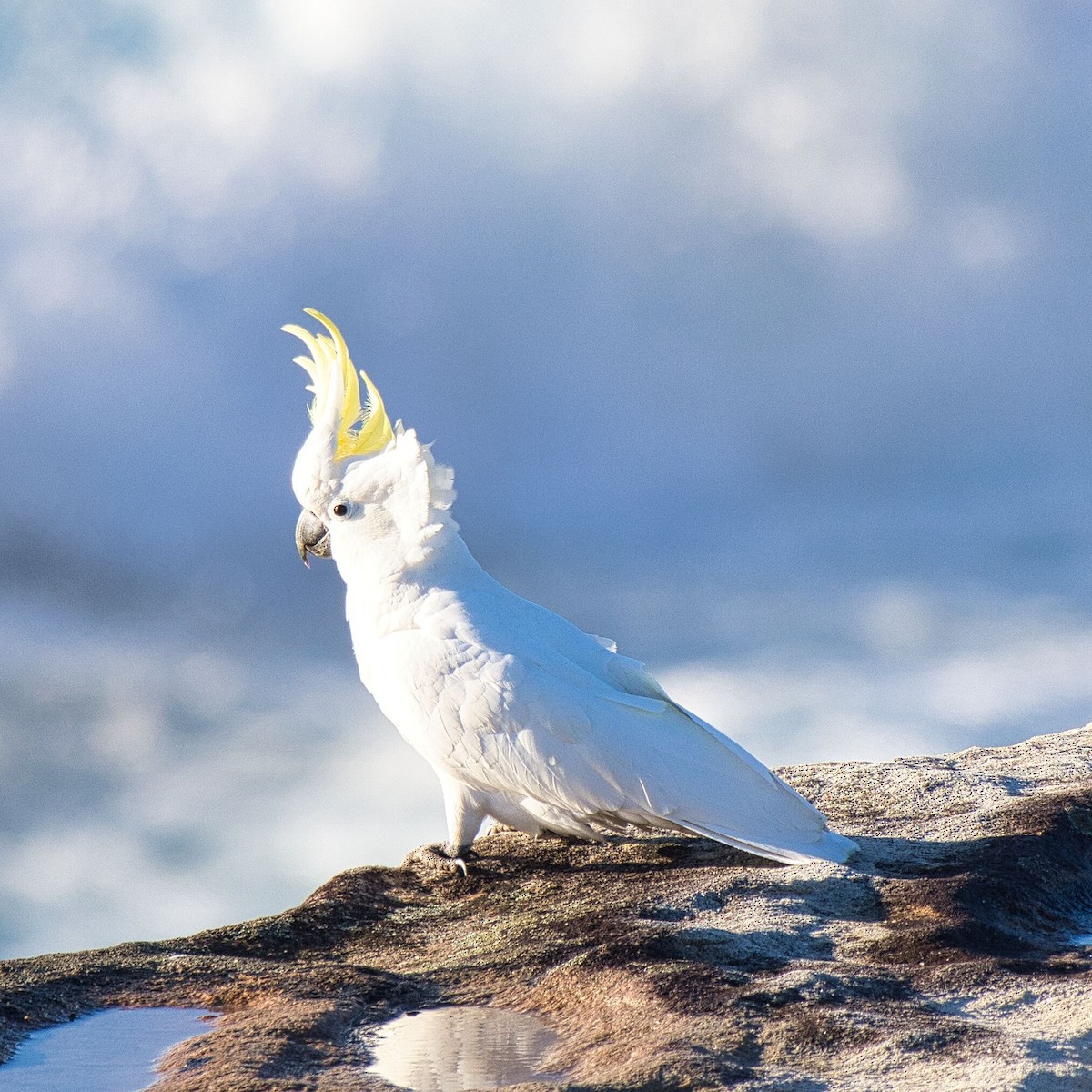 Sulphur-crested Cockatoo - ML609876094