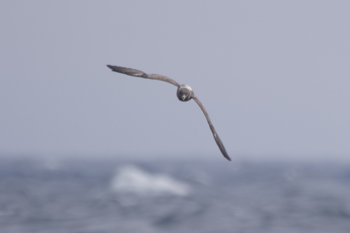 Northern Fulmar - Greg Hertler