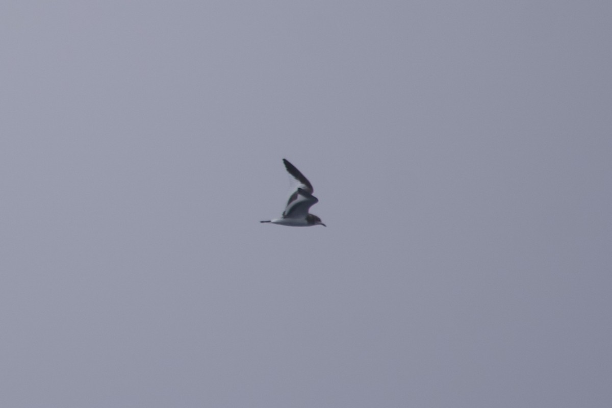 Sabine's Gull - Greg Hertler