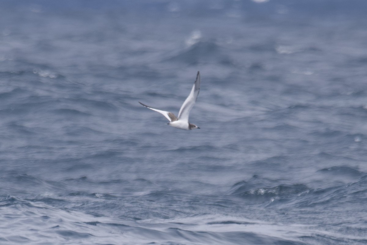 Sabine's Gull - Greg Hertler