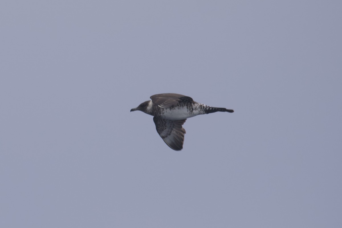 Pomarine Jaeger - Greg Hertler