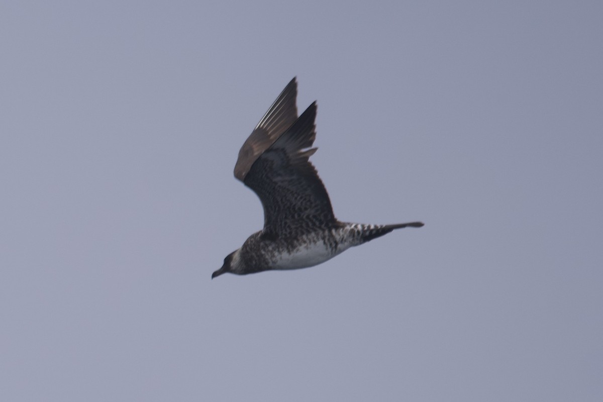 Pomarine Jaeger - Greg Hertler